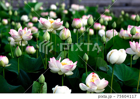 田園でみたハスの花 75604117