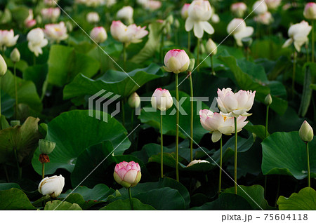 田園でみたハスの花 75604118
