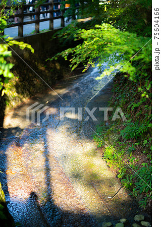 川 参拝 高尾山 八王子市 夏 山岳 登山 デート 東京 恋愛 修験道 霊山 川 参拝 高尾山 八王子市 夏 山岳 登山 デート 東京 恋愛 修験道 霊山 75604166