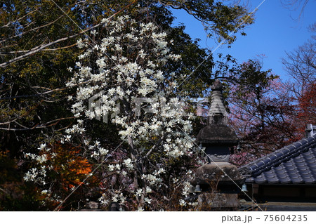 川越市中院境内の花　モクレン 75604235