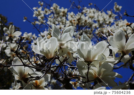 川越市中院境内の花　モクレン 75604236