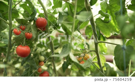 Moving around fresh ripe tomatoes on the vine with a low sun shinning behind causing flare. Red tomatoes grow in the greenhouse Moving around fresh ripe tomatoes on the vine with a low sun shinning behind causing flare. Red tomatoes grow in the greenhouse 75604259