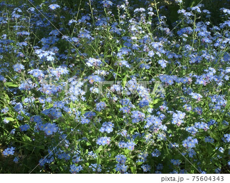 可憐なブルーの忘れな草 可憐なブルーの忘れな草 75604343