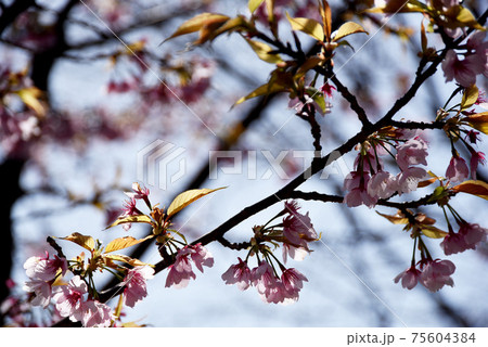 桜 桜 75604384