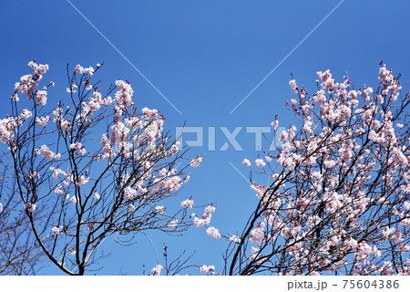桜 75604386