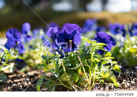 花壇に植えられた青や紫のパンジーの花と株の写真素材