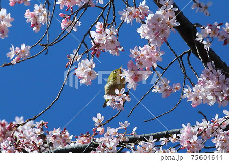 川越市中院 エドヒガン桜とメジロ 川越市中院 エドヒガン桜とメジロ 75604644