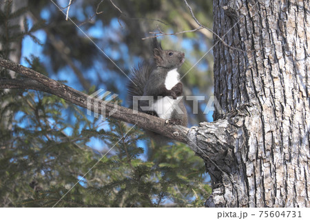 ちょっとだけのポーズ 75604731