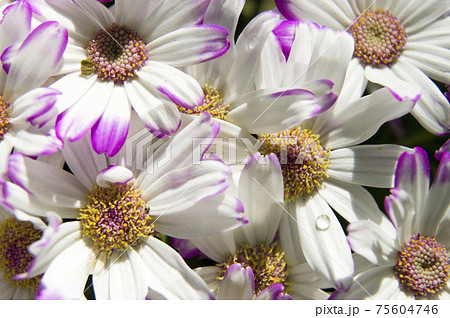 白いサイネリアの花が密集して咲いています。学名はPericallis × hybridaです。 白いサイネリアの花が密集して咲いています。学名はPericallis × hybridaです。 75604746