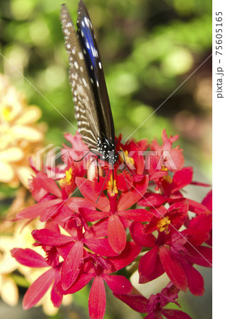 蝶が花の蜜を吸っています。蝶の名前はツムラサキマダラです。 75605165