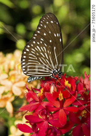 蝶が花の蜜を吸っています。蝶の名前はツムラサキマダラです。 75605170