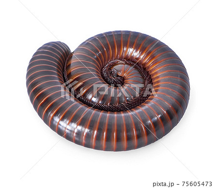 Millipede isolated on a white background Millipede isolated on a white background 75605473