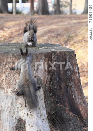 ごはん中のエゾリス 75605484