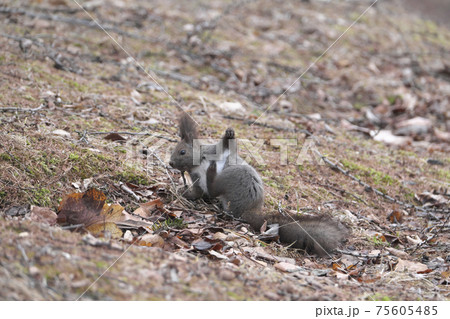 お手入れ中 75605485