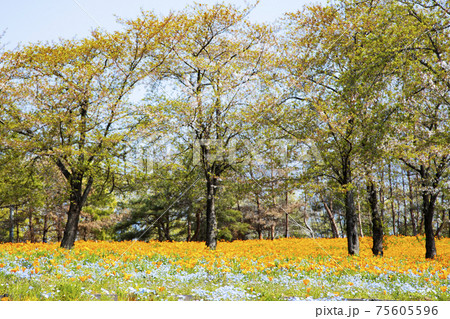 群馬県太田市 八王子山公園 憩いの丘 アイスランドポピーとネモフィラの花畑の写真素材