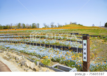 群馬県太田市 八王子山公園 憩いの丘 アイスランドポピーとネモフィラの花畑 群馬県太田市 八王子山公園 憩いの丘 アイスランドポピーとネモフィラの花畑 75605597