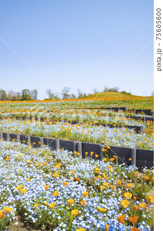 群馬県太田市 八王子山公園 憩いの丘 アイスランドポピーとネモフィラの花畑の写真素材