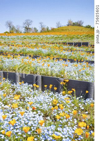 群馬県太田市 八王子山公園 憩いの丘 アイスランドポピーとネモフィラの花畑の写真素材