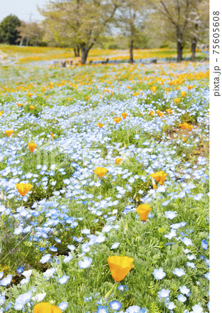 群馬県太田市 八王子山公園 憩いの丘 アイスランドポピーとネモフィラの花畑の写真素材