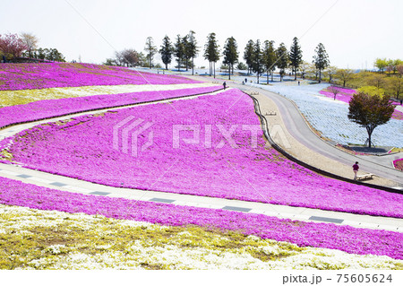 八王子山公園 見晴らしの丘 芝桜とネモフィラの花畑 八王子山公園 見晴らしの丘 芝桜とネモフィラの花畑 75605624