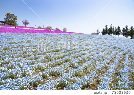 八王子山公園 見晴らしの丘 芝桜とネモフィラの花畑 八王子山公園 見晴らしの丘 芝桜とネモフィラの花畑 75605630