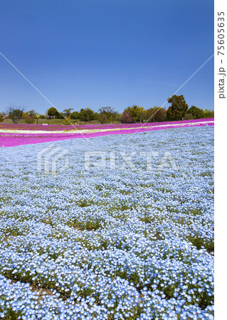 八王子山公園　見晴らしの丘　芝桜とネモフィラの花畑 75605635