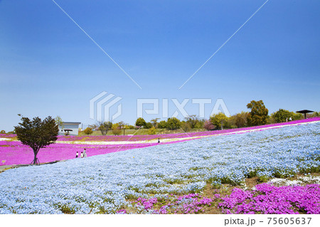 八王子山公園　見晴らしの丘　芝桜とネモフィラの花畑 75605637