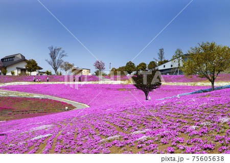 八王子山公園　見晴らしの丘　芝桜とネモフィラの花畑 75605638