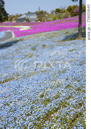 八王子山公園 見晴らしの丘 芝桜とネモフィラの花畑 八王子山公園 見晴らしの丘 芝桜とネモフィラの花畑 75605640