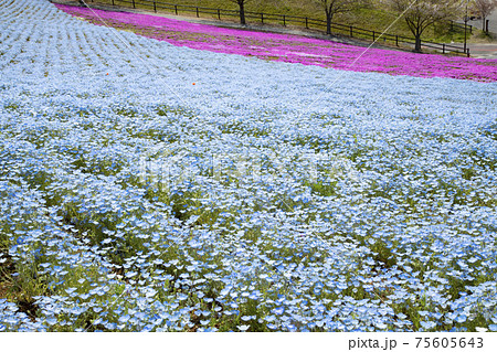 八王子山公園　見晴らしの丘　芝桜とネモフィラの花畑 75605643