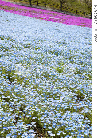 八王子山公園　見晴らしの丘　芝桜とネモフィラの花畑 75605644