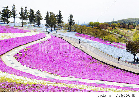 八王子山公園 見晴らしの丘 芝桜とネモフィラの花畑 八王子山公園 見晴らしの丘 芝桜とネモフィラの花畑 75605649