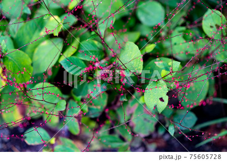 五重塔　明王院　金剛寺　高幡不動尊　東京都　日野市　高幡不動駅　寺院　観光　お参り　デート 75605728