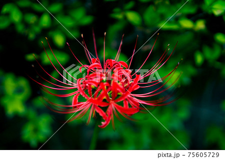 五重塔　明王院　金剛寺　高幡不動尊　東京都　日野市　高幡不動駅　寺院　観光　お参り　デート 75605729