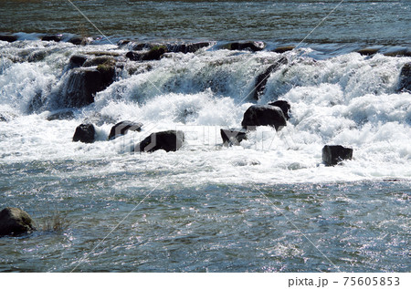 大量の水が轟音を響かせて堰を流れる河川の風景 … 島根県 安来市 飯梨川（晴れ） 75605853