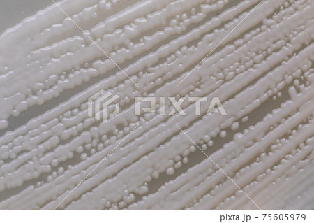 Pichia is a genus of yeasts in the family Saccharomycetaceae under the microscope for education. Pichia is a genus of yeasts in the family Saccharomycetaceae under the microscope for education. 75605979
