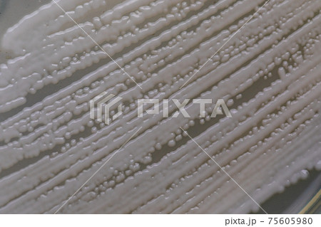 Pichia is a genus of yeasts in the family Saccharomycetaceae under the microscope for education. 75605980