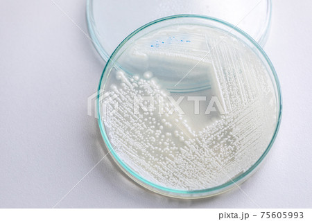 Pichia is a genus of yeasts in the family Saccharomycetaceae under the microscope for education. Pichia is a genus of yeasts in the family Saccharomycetaceae under the microscope for education. 75605993