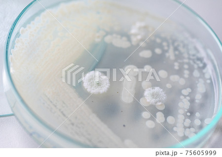 Pichia is a genus of yeasts in the family Saccharomycetaceae under the microscope for education. Pichia is a genus of yeasts in the family Saccharomycetaceae under the microscope for education. 75605999