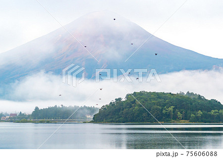 大石公園　河口湖　自然　屋外　風景　田舎　観光　旅行　山梨県　富士山　デート　ドライブ　夏　春 75606088
