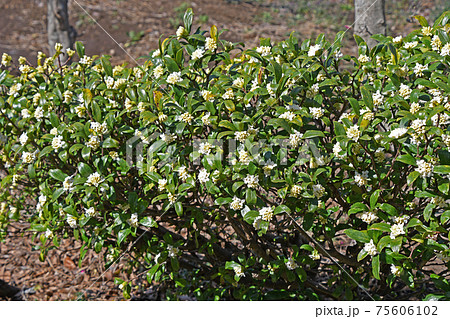 シロバナジンチョウゲ(白花沈丁花) シロバナジンチョウゲ(白花沈丁花) 75606102