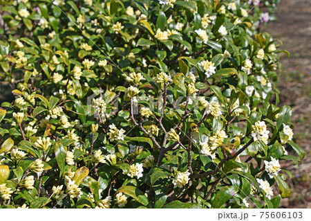 シロバナジンチョウゲ(白花沈丁花) シロバナジンチョウゲ(白花沈丁花) 75606103
