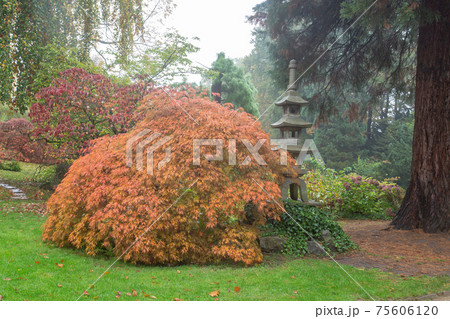 Lantern and orange japanese maple  in the Autumn Japanese Garden in Leverkusen is an amazing misty autumn landscape 75606120