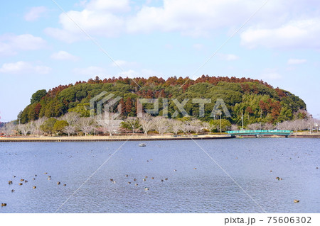 坂田池越しの坂田城跡（千葉県横芝光町） 75606302