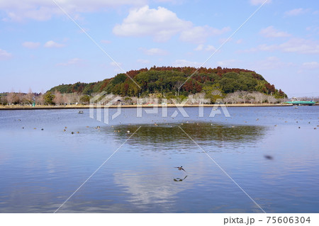 坂田池越しの坂田城跡（千葉県横芝光町） 75606304