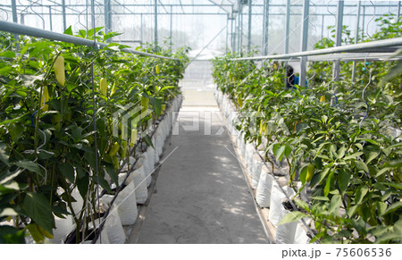 paprika chilli garden in greenhouse in modern agriculture 75606536