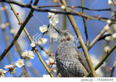 ヒヨドリの瞬膜 ヒヨドリの瞬膜 75606644