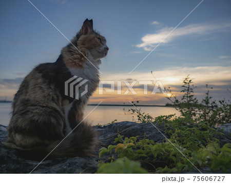 海辺のねこ 海辺のねこ 75606727