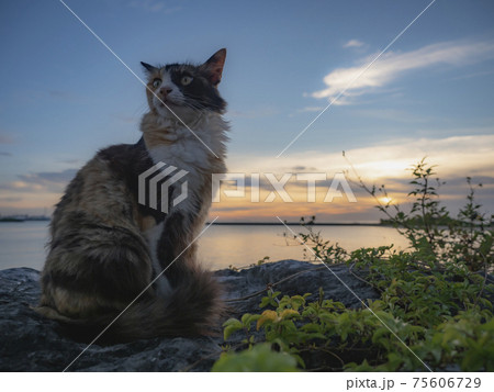 海辺のねこ 海辺のねこ 75606729