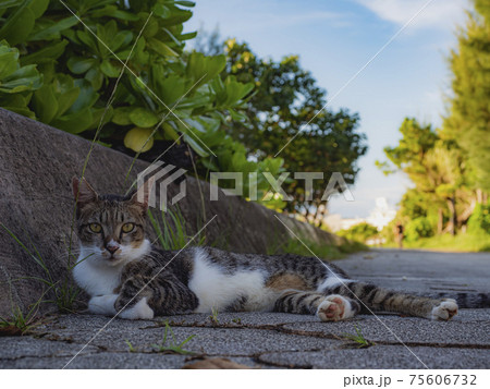 海辺のねこ 75606732